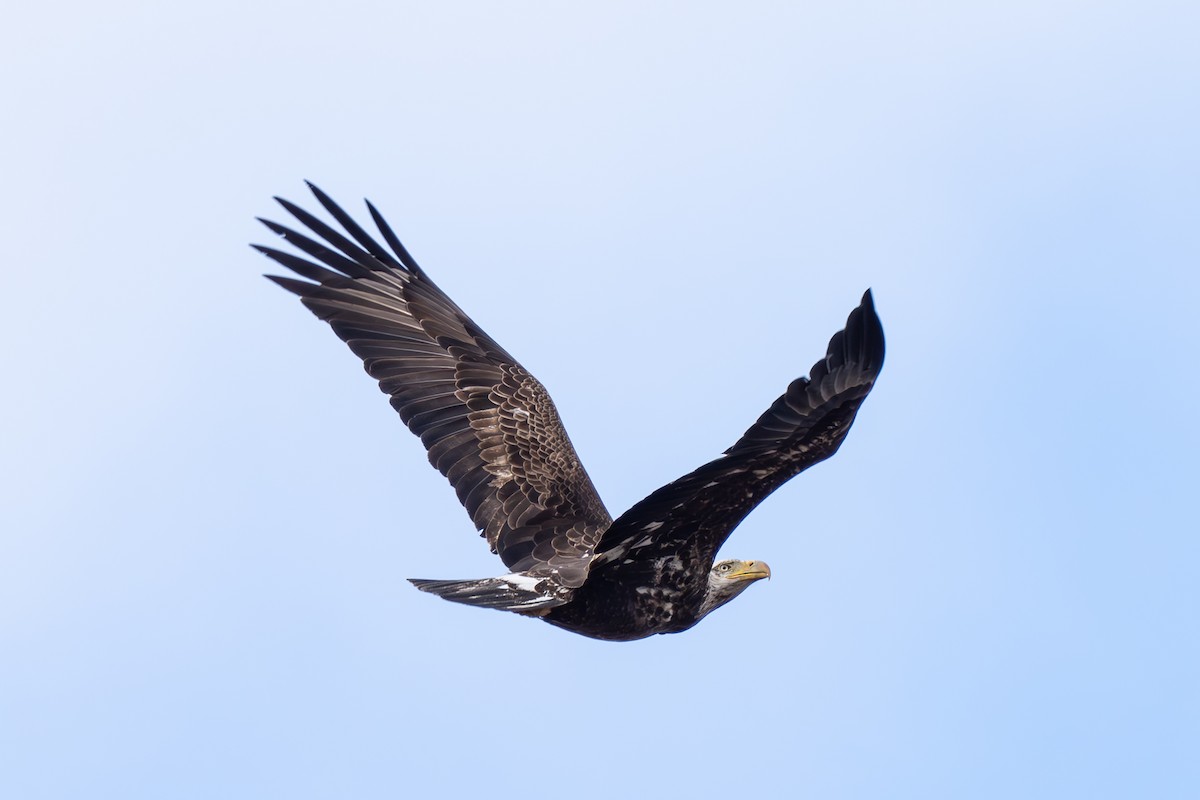 Bald Eagle - ML630035501