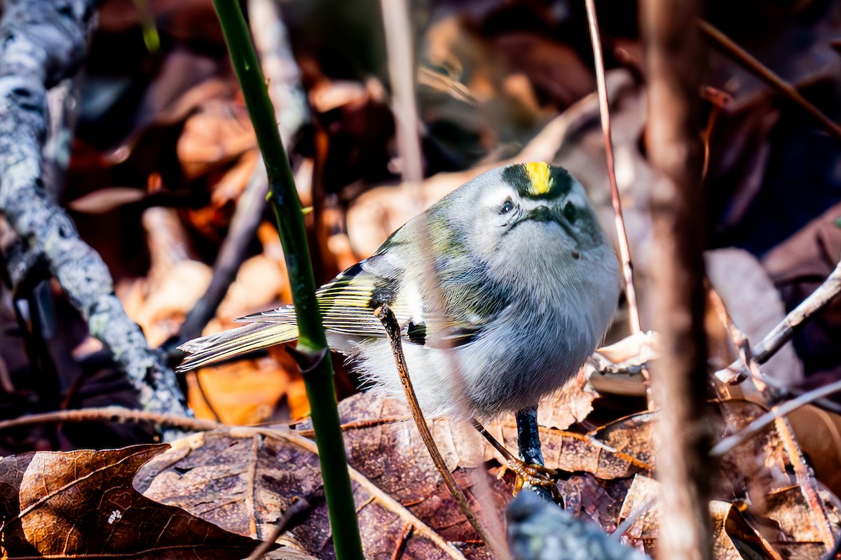 Golden-crowned Kinglet - ML630035512