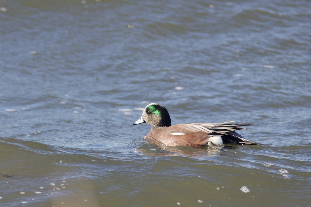 American Wigeon - ML630035634