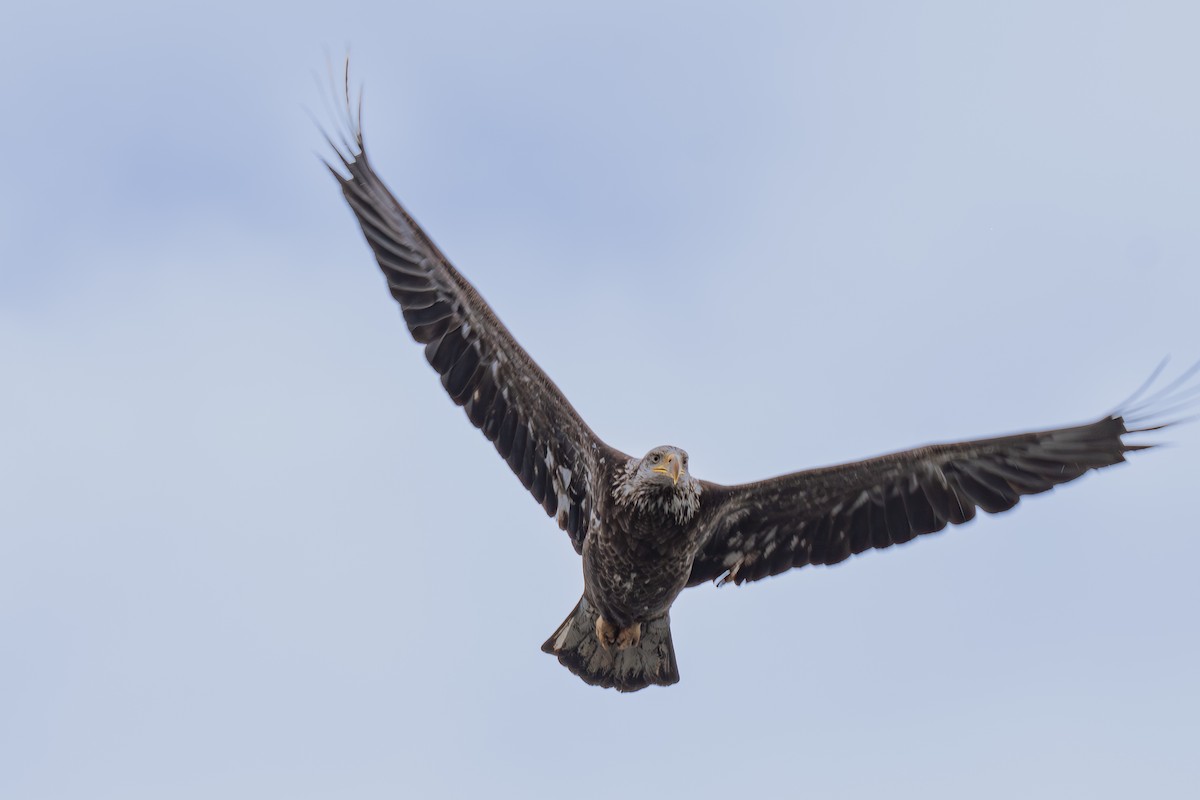 Bald Eagle - ML630036026