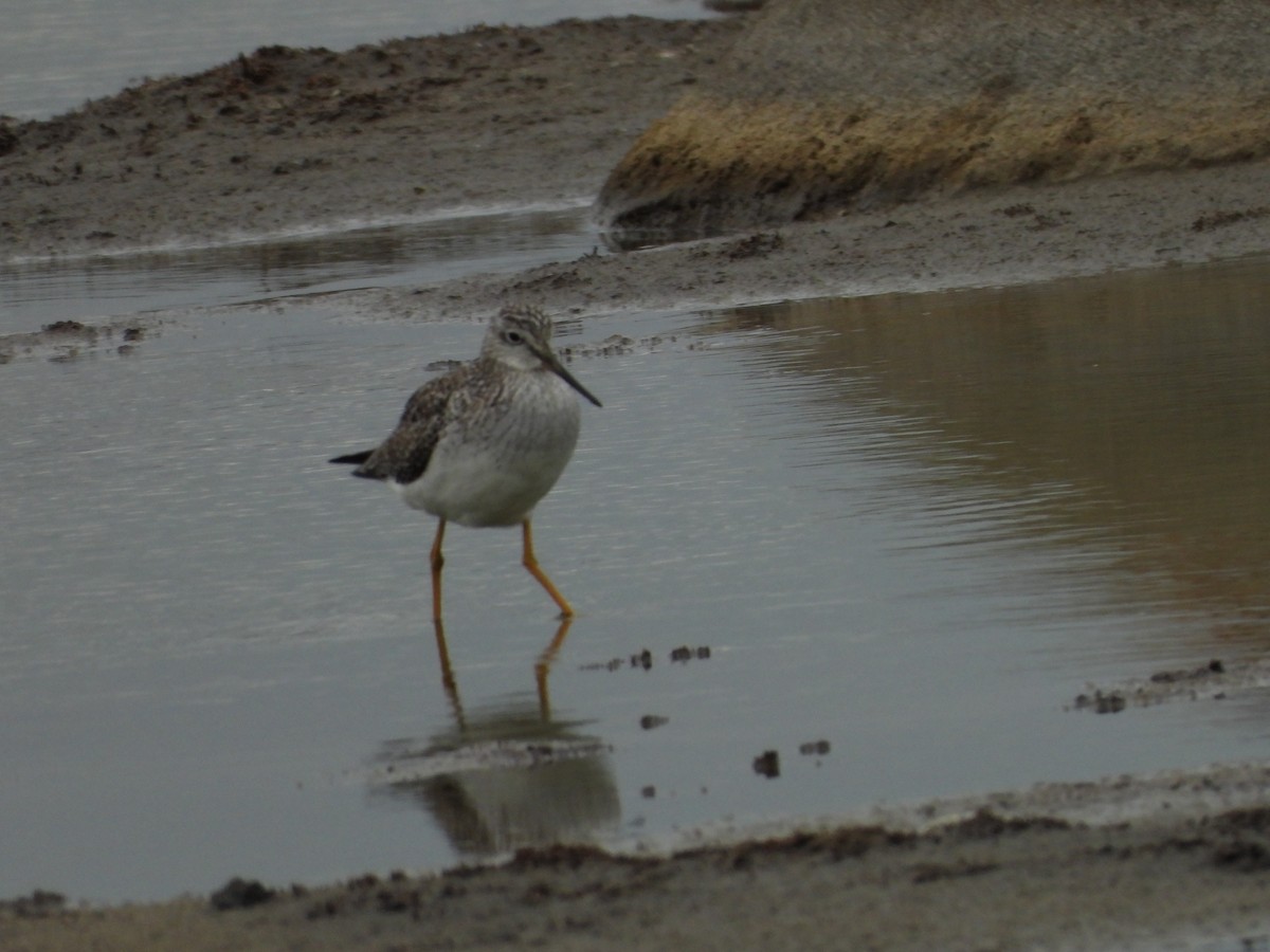 plystresnipe - ML630036137