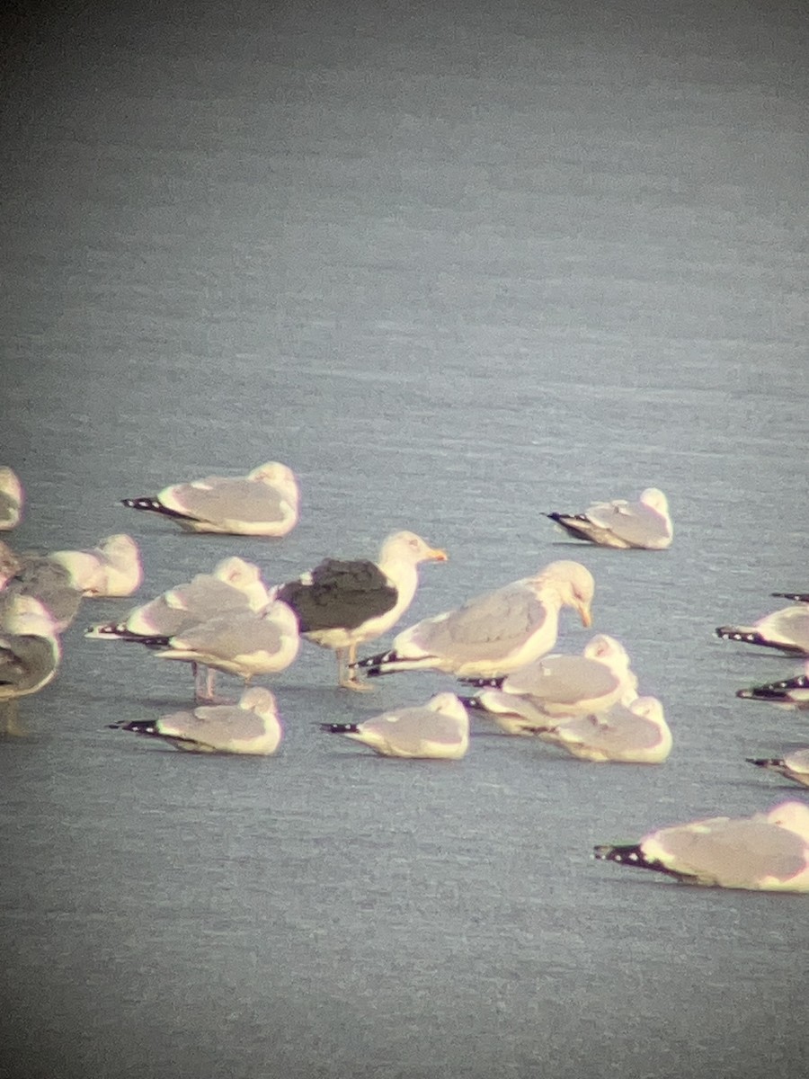 Lesser Black-backed Gull - ML630036203