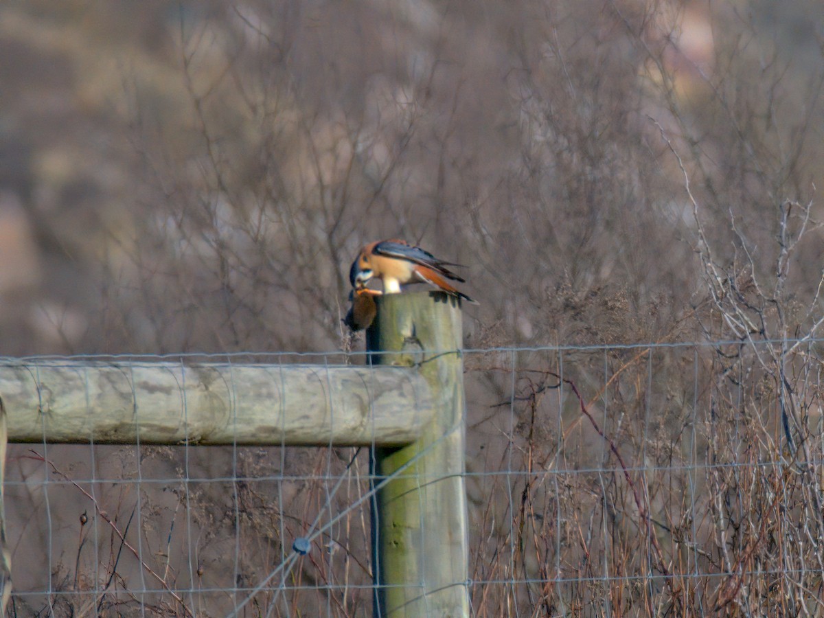 American Kestrel - ML630036387