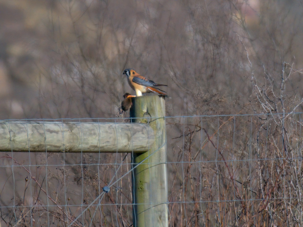 American Kestrel - ML630036392