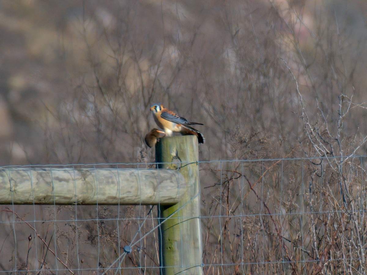 American Kestrel - ML630036397