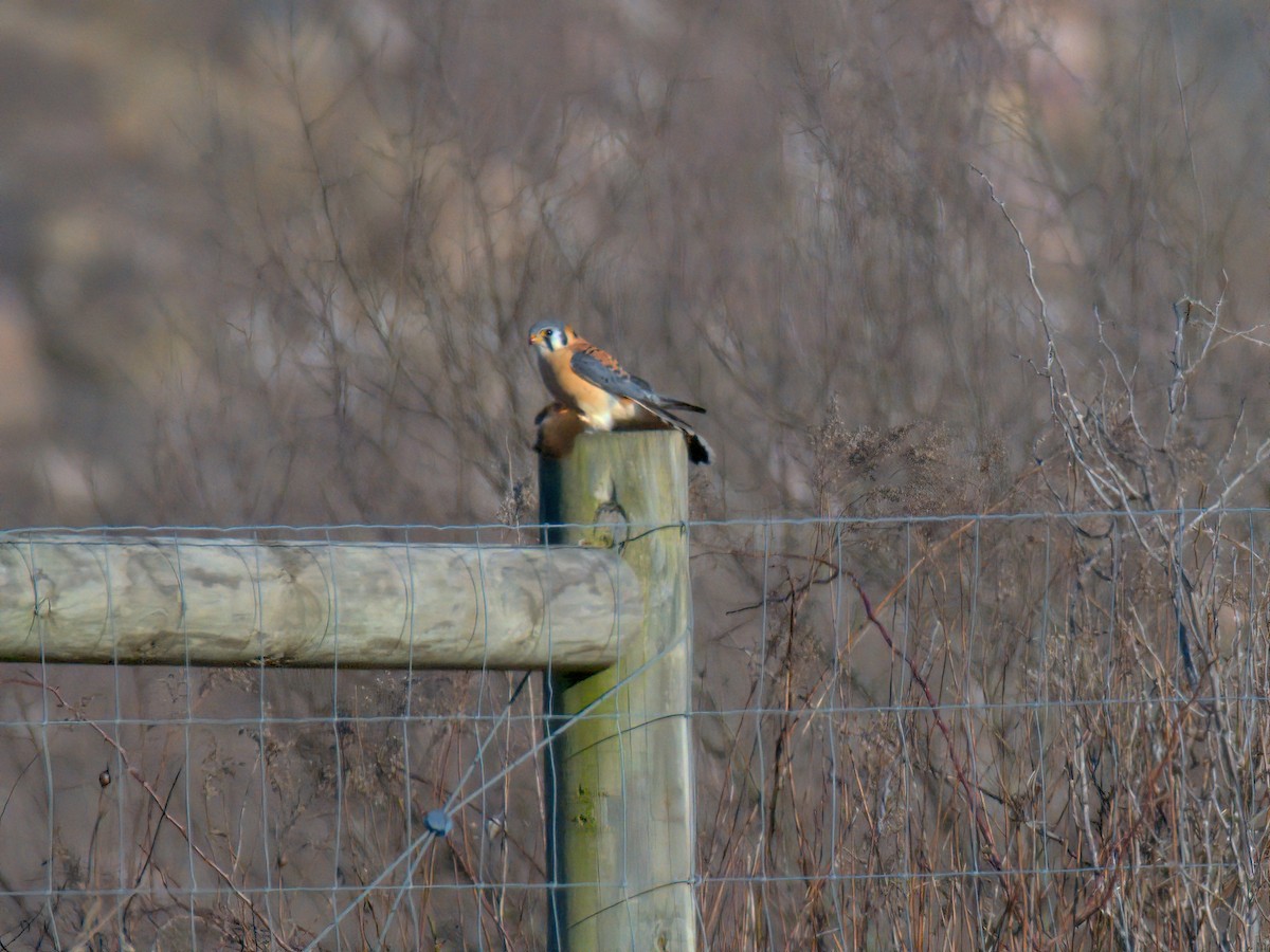 American Kestrel - ML630036399