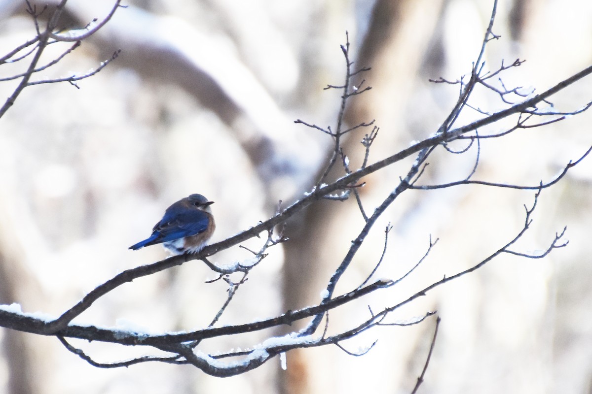 Eastern Bluebird - ML630036455
