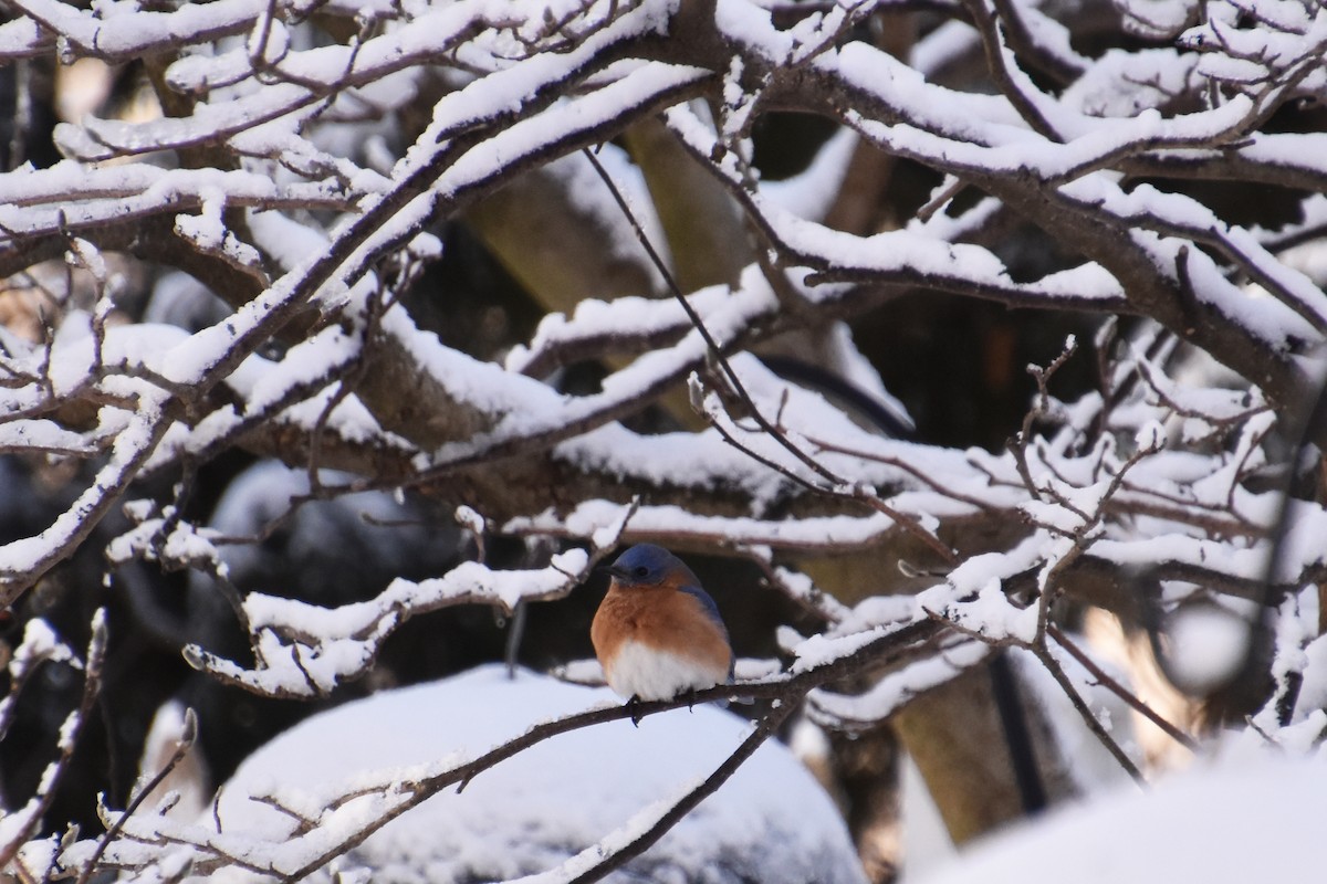 Eastern Bluebird - ML630036456