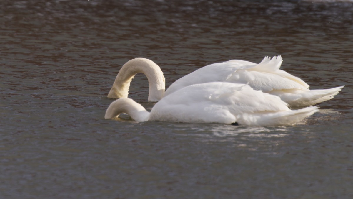 Mute Swan - ML630036463