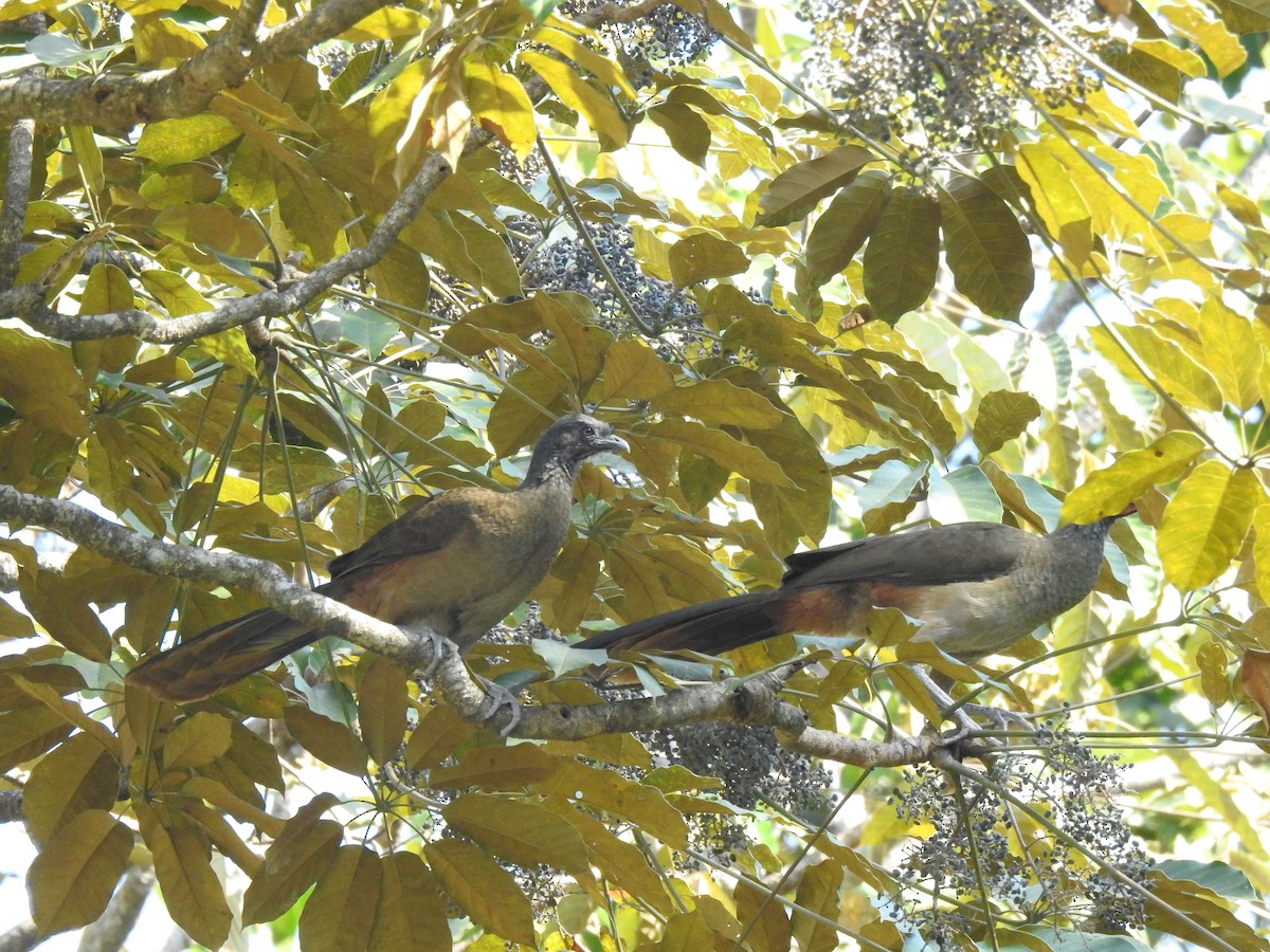 Rufous-vented Chachalaca - ML630036483