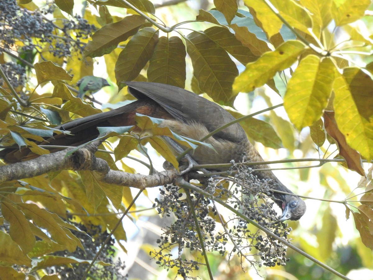 Rufous-vented Chachalaca - ML630036484