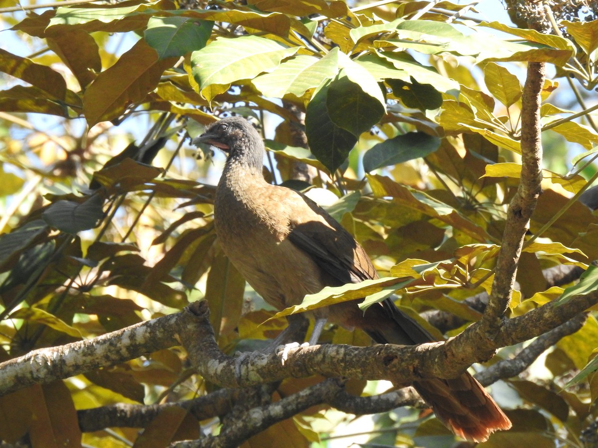 Rufous-vented Chachalaca - ML630036485