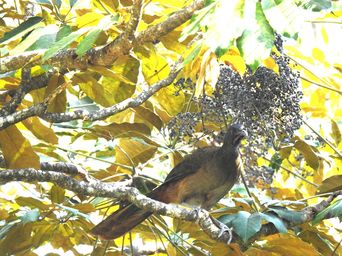 Rufous-vented Chachalaca - ML630036487