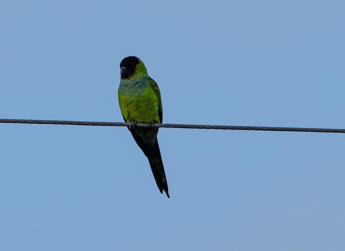 Nanday Parakeet - ML630036957