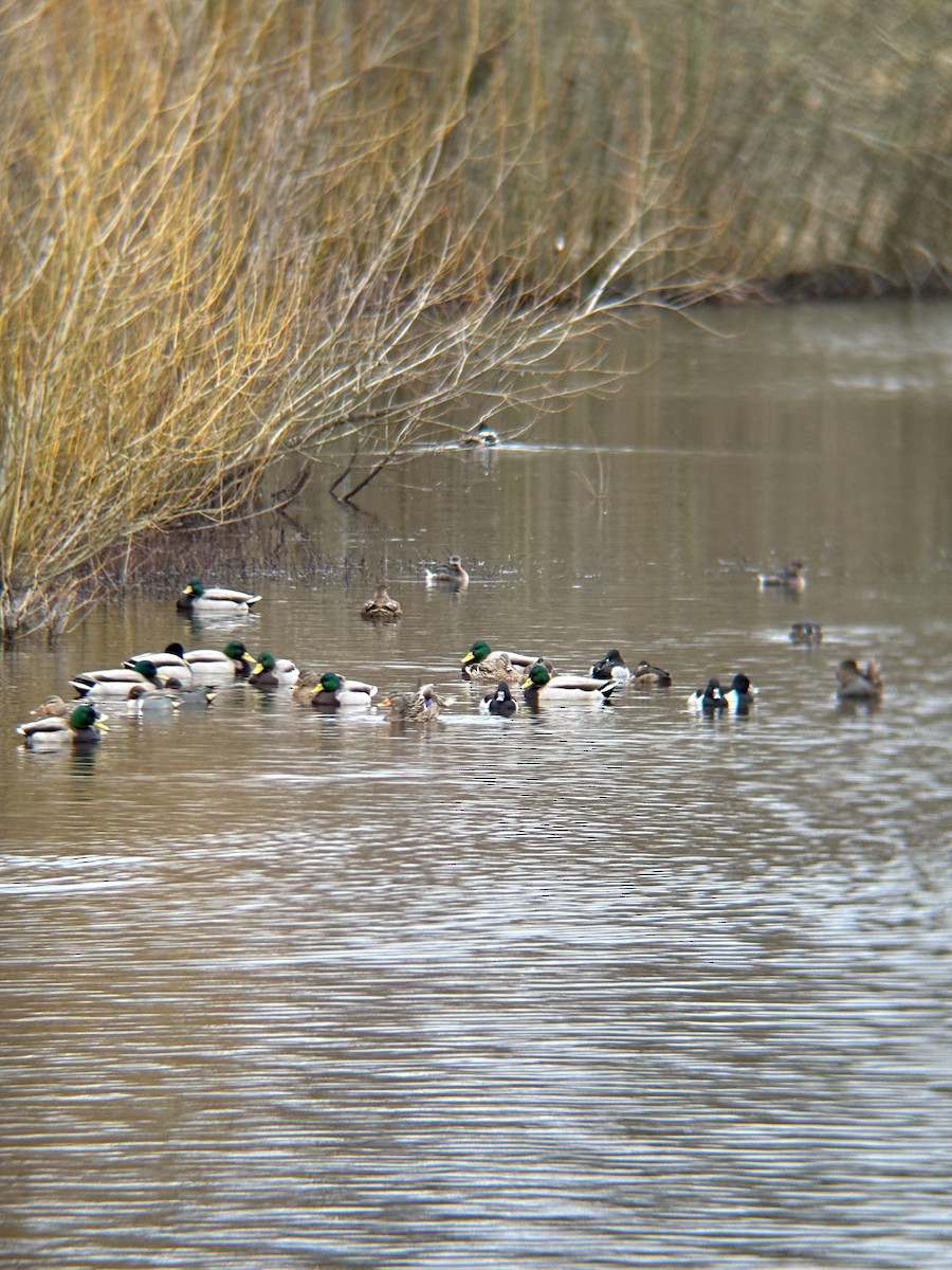 Mallard - ML630036960