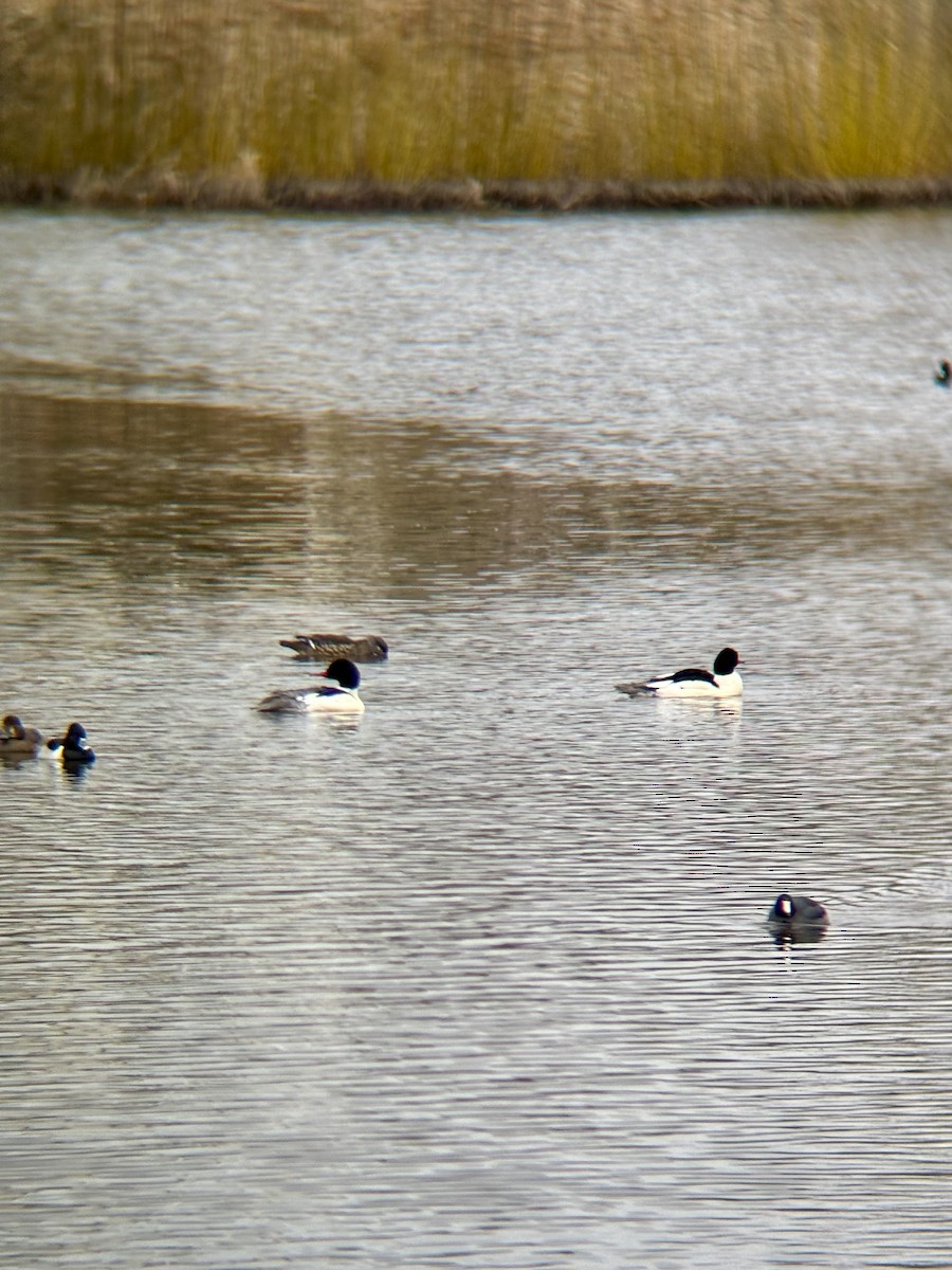 Common Merganser - ML630037063