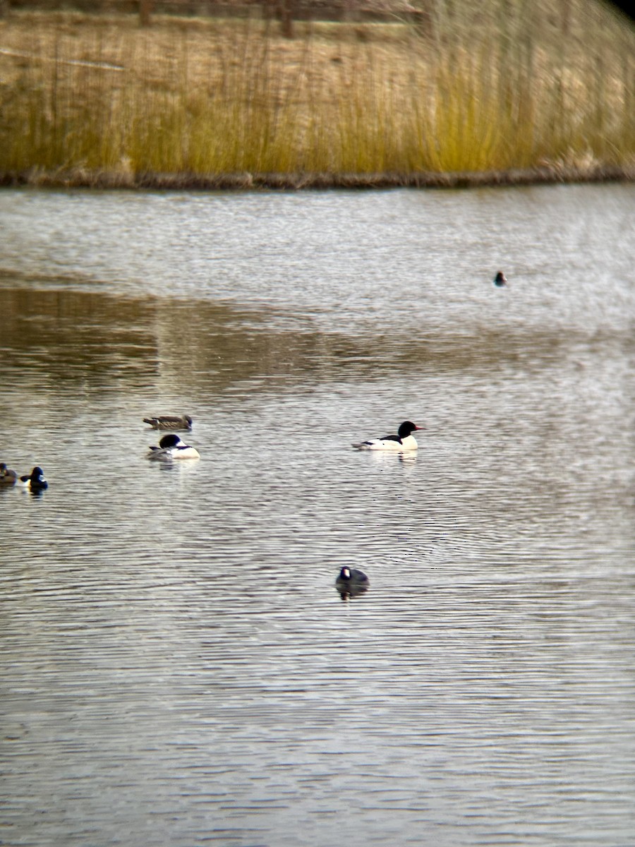 Common Merganser - ML630037064