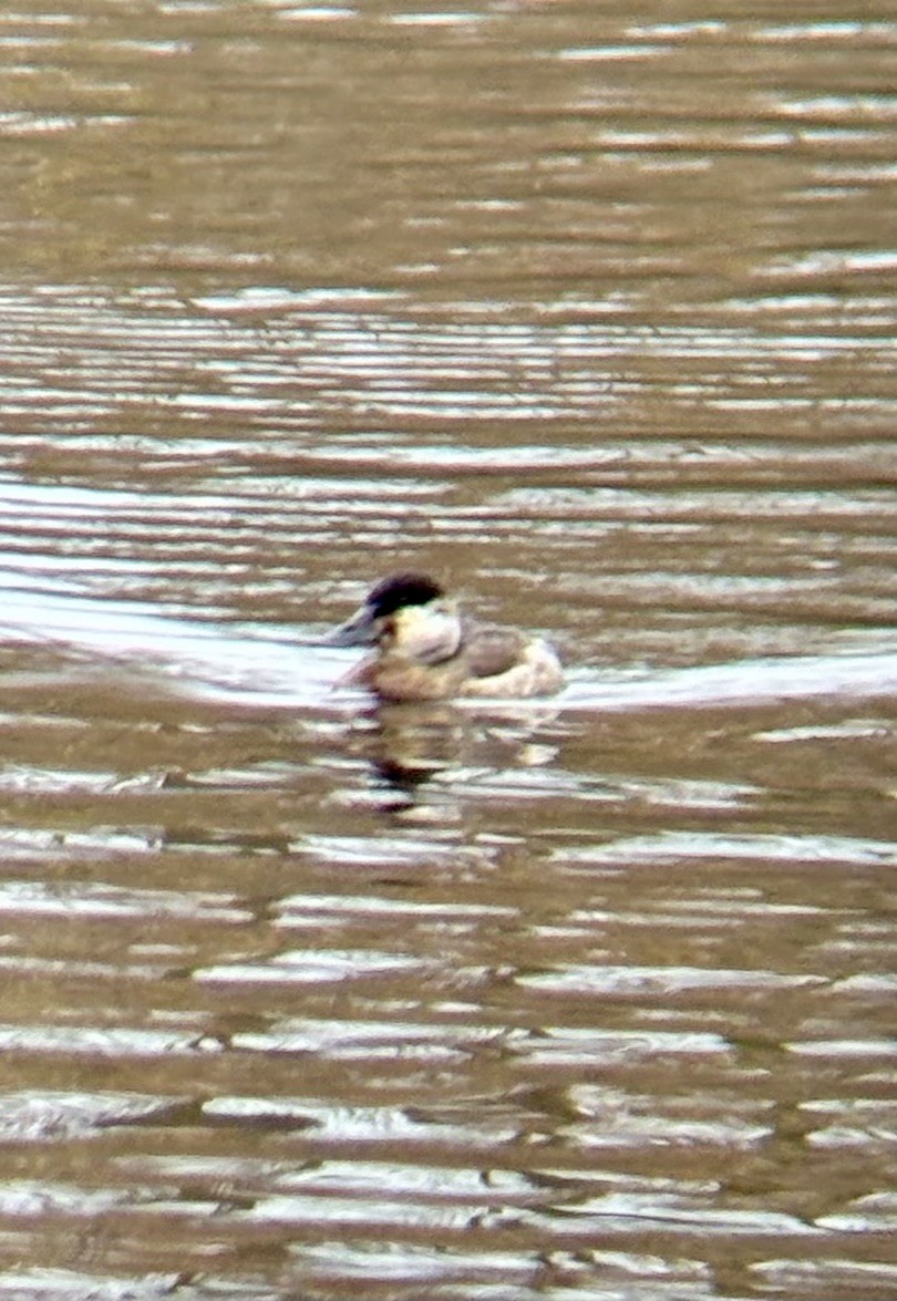 Ruddy Duck - ML630037283