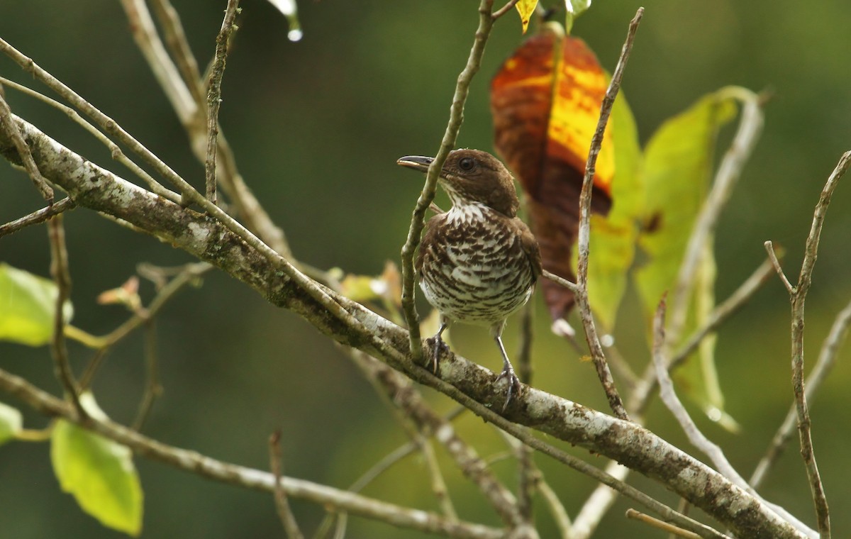 Marañon Thrush - ML630037437