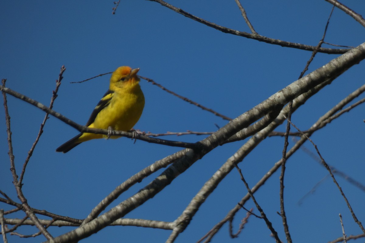 Western Tanager - ML630037486