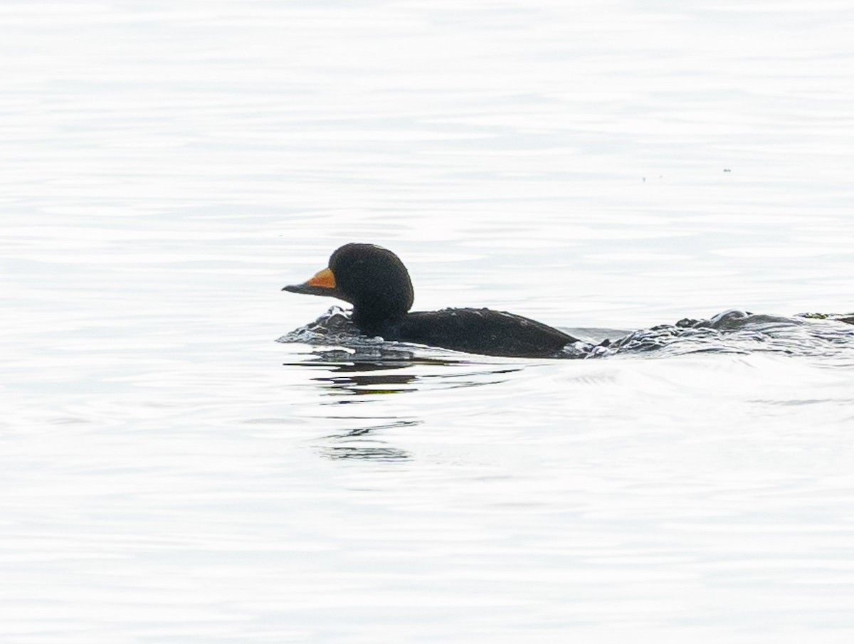 Black Scoter - ML630037518