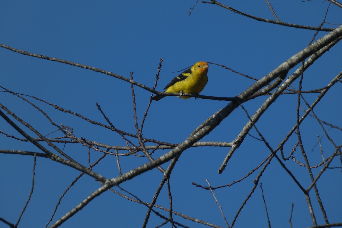 Western Tanager - ML630037531