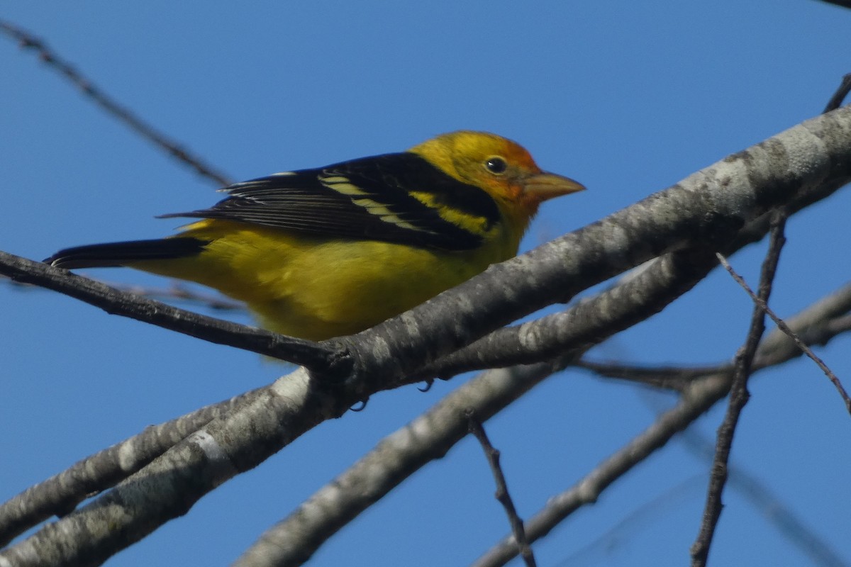 Western Tanager - ML630037582