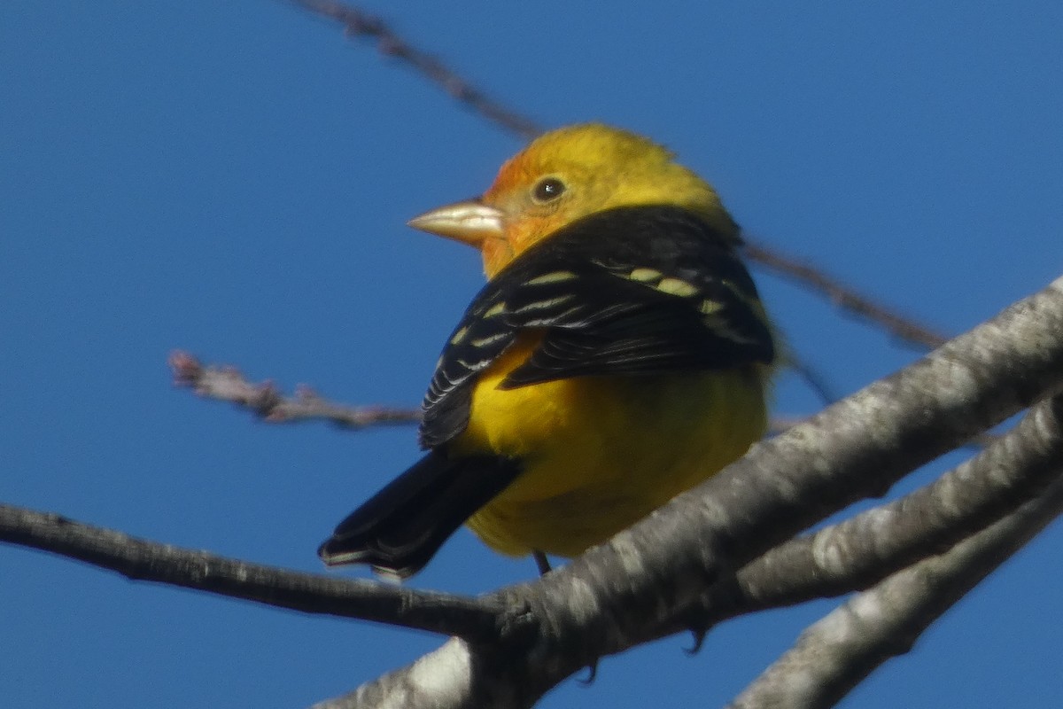 Western Tanager - ML630037598