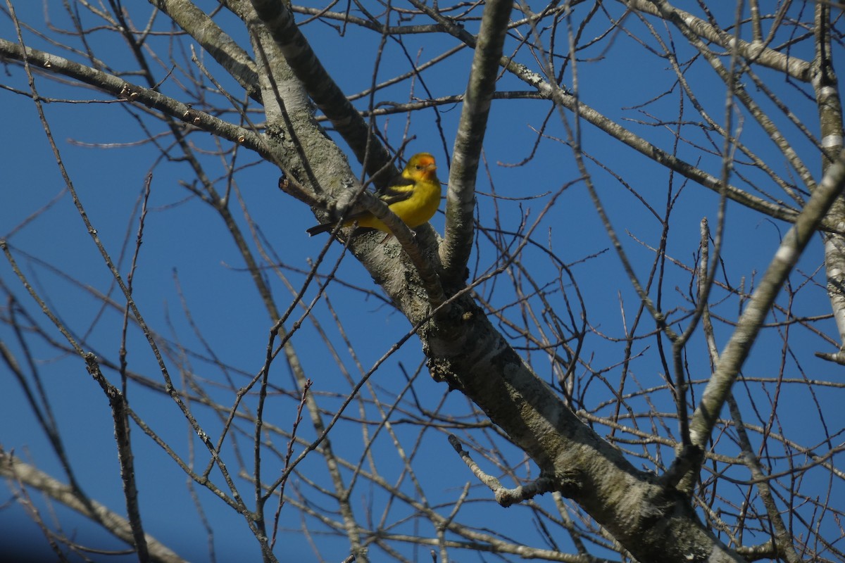 Western Tanager - ML630037607