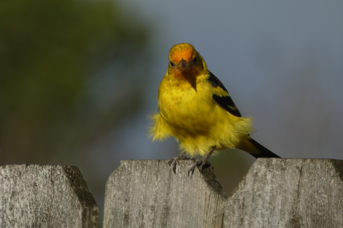 Western Tanager - ML630037660