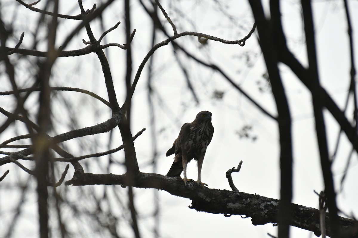 Changeable Hawk-Eagle (Crested) - ML630037686