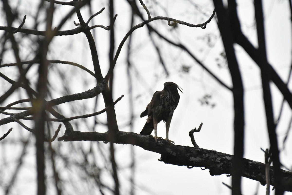 Changeable Hawk-Eagle (Crested) - ML630037687