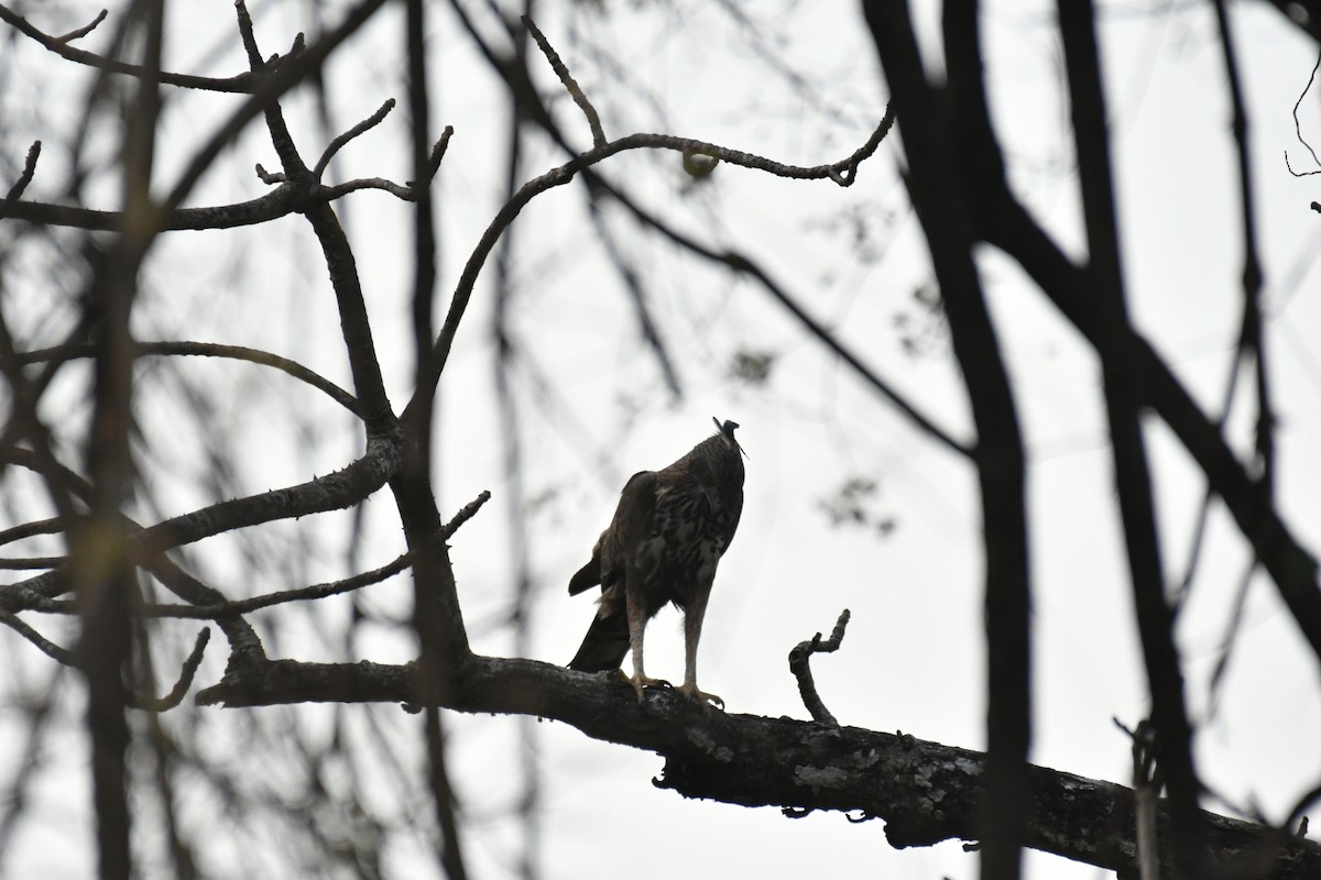 Changeable Hawk-Eagle (Crested) - ML630037688