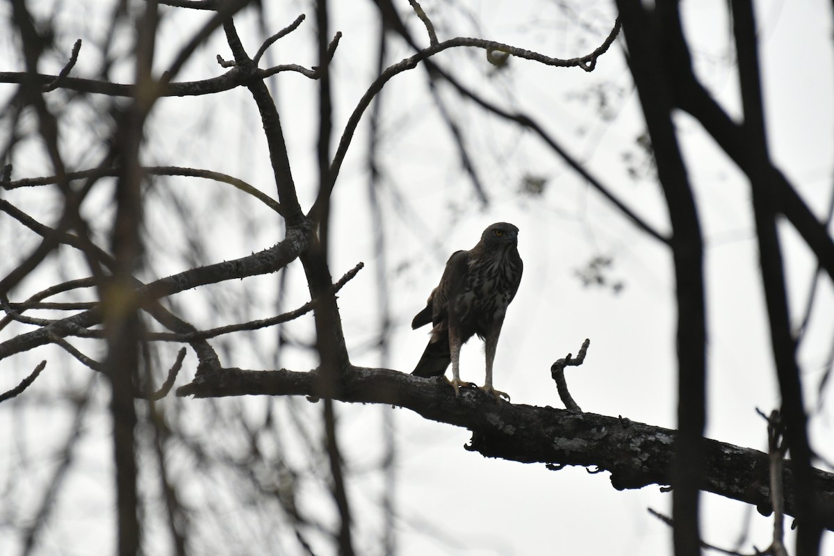 Changeable Hawk-Eagle (Crested) - ML630037689