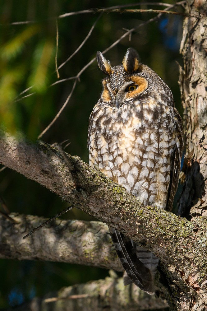 Long-eared Owl - ML630037692
