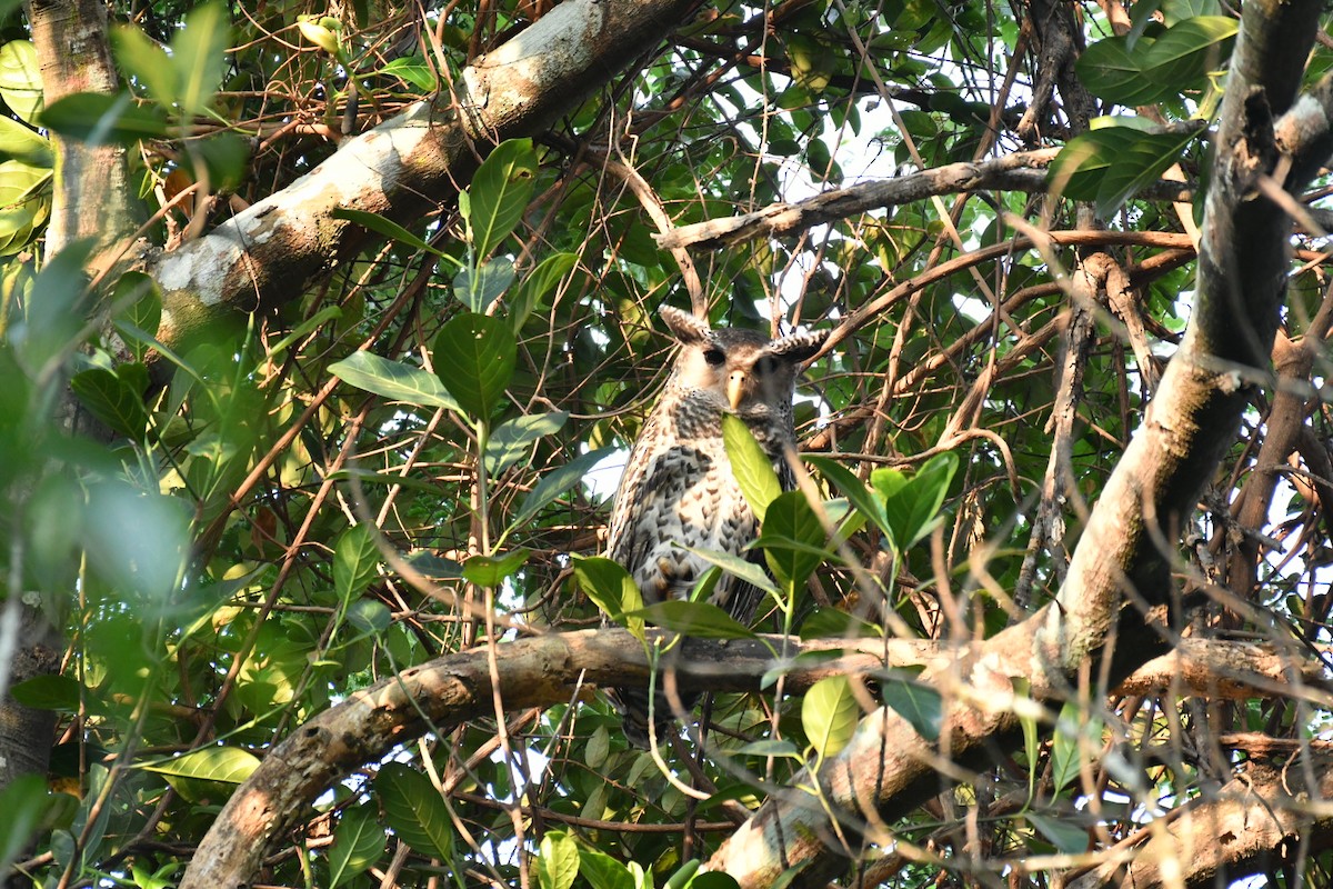 Spot-bellied Eagle-Owl - ML630037703