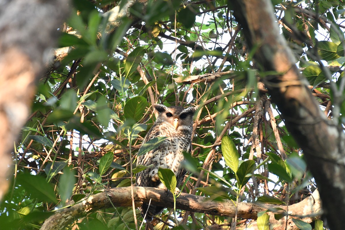 Spot-bellied Eagle-Owl - ML630037704
