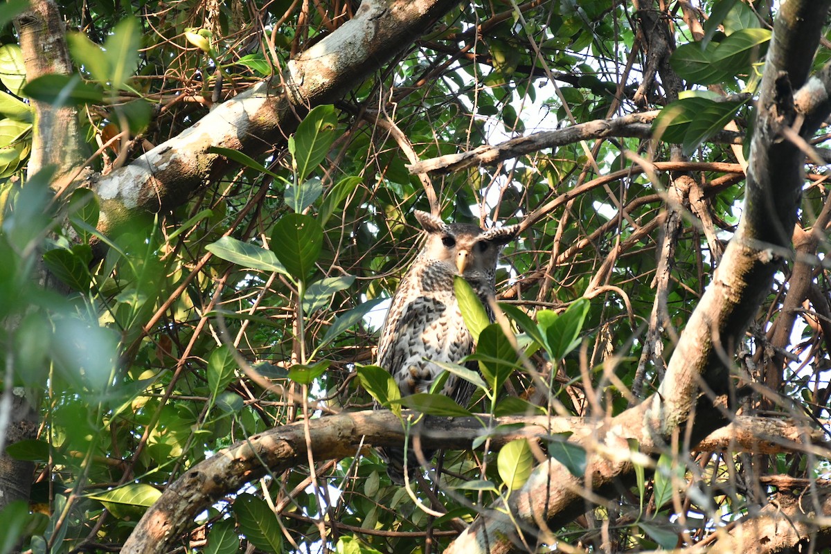 Spot-bellied Eagle-Owl - ML630037705