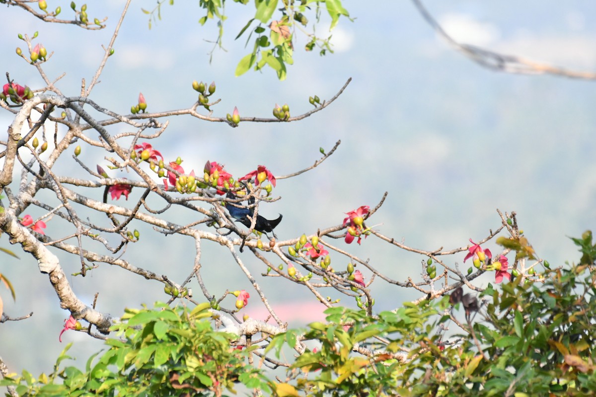 Hair-crested Drongo - ML630037749