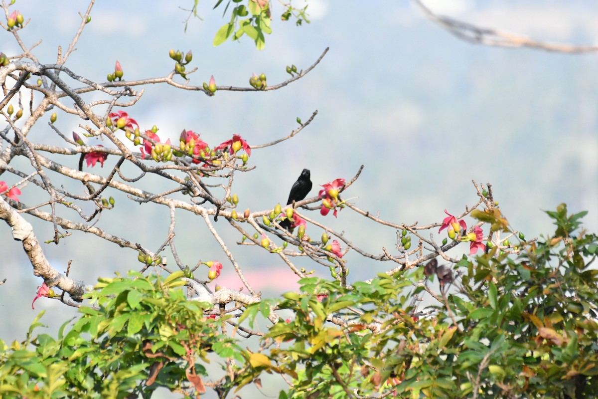 Hair-crested Drongo - ML630037750