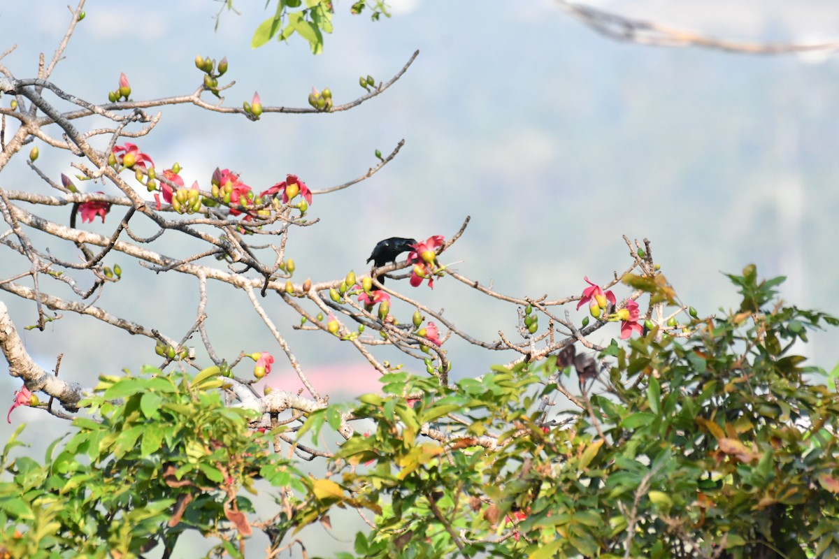 Hair-crested Drongo - ML630037751