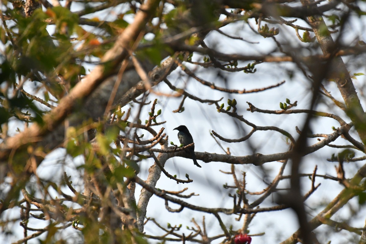 Hair-crested Drongo - ML630037752