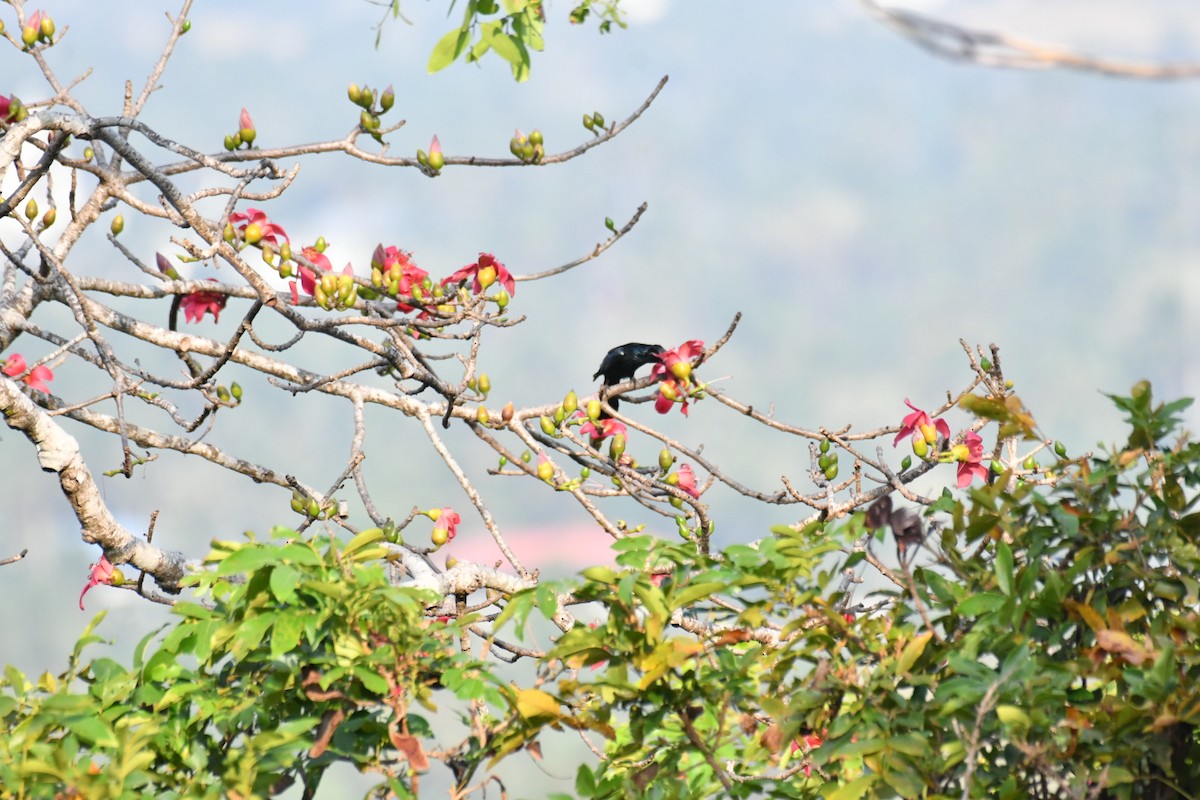 Hair-crested Drongo - ML630037753