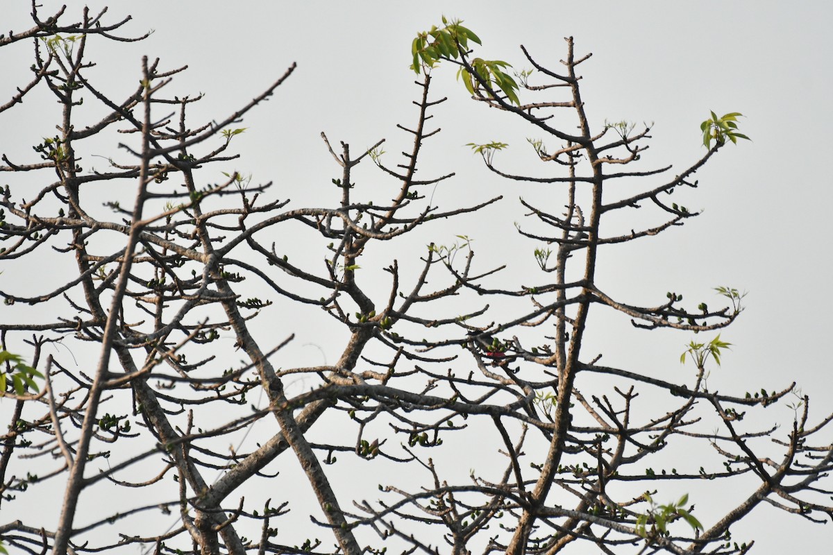 Hair-crested Drongo - ML630037754