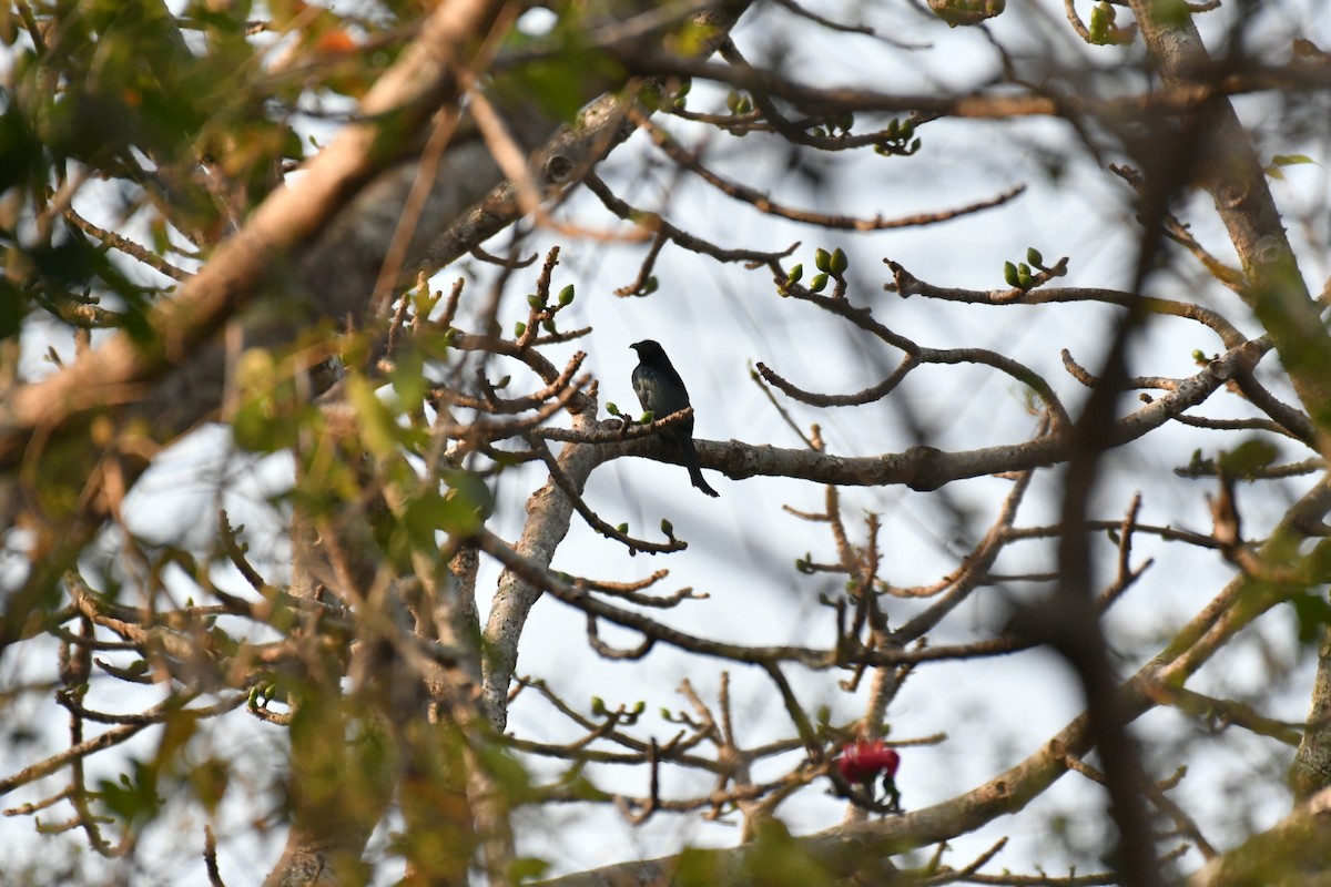 Hair-crested Drongo - ML630037755