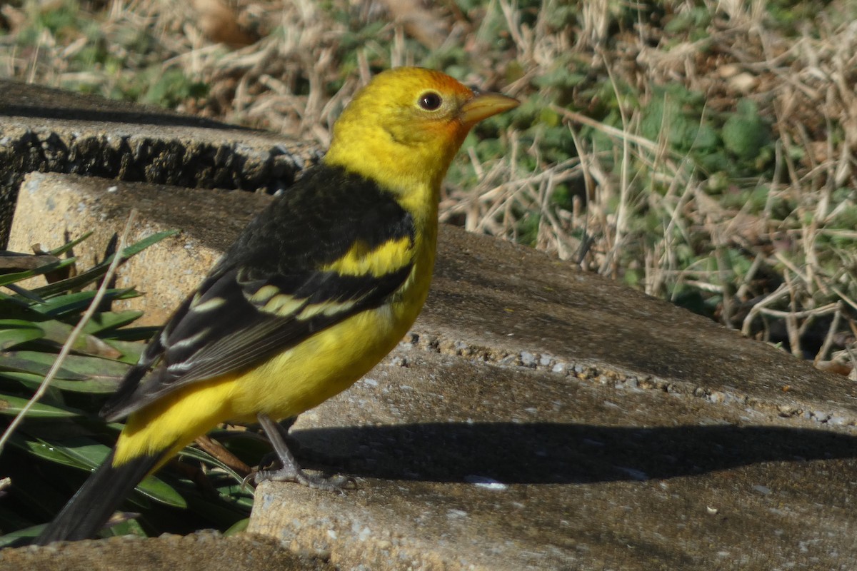 Western Tanager - ML630037767