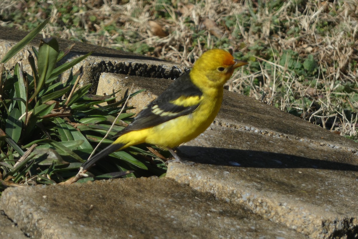 Western Tanager - ML630037803