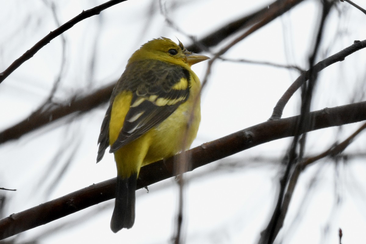 Western Tanager - ML630037902