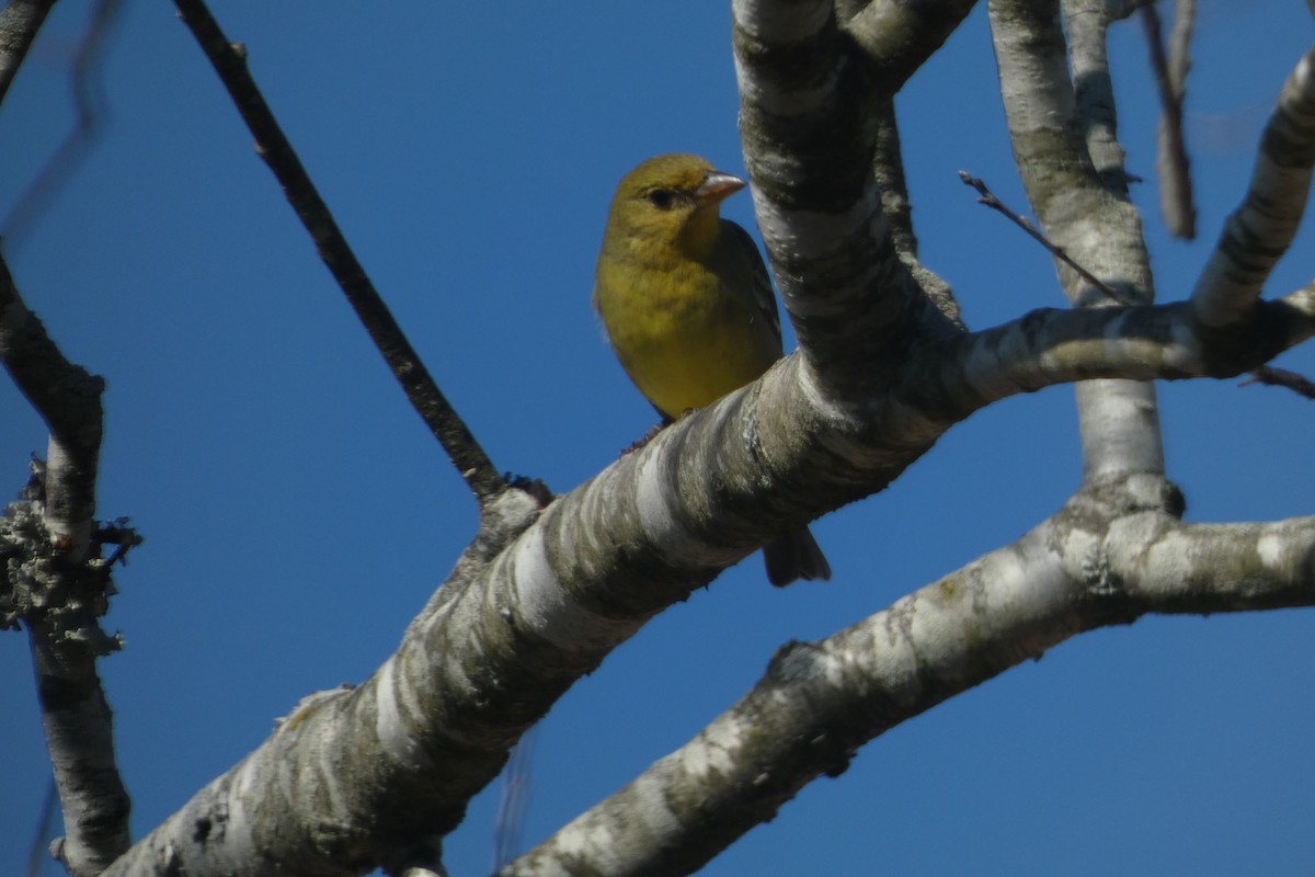 Western Tanager - ML630037907