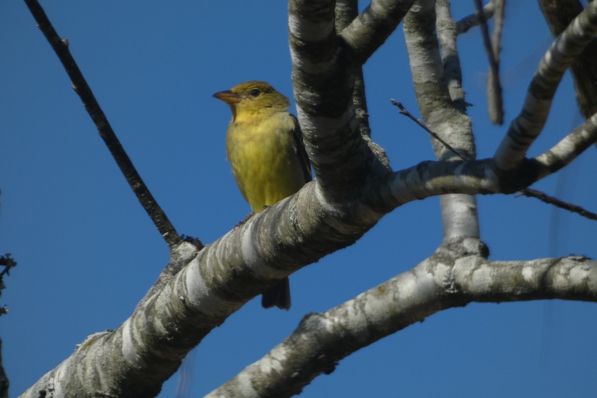 Western Tanager - ML630037916